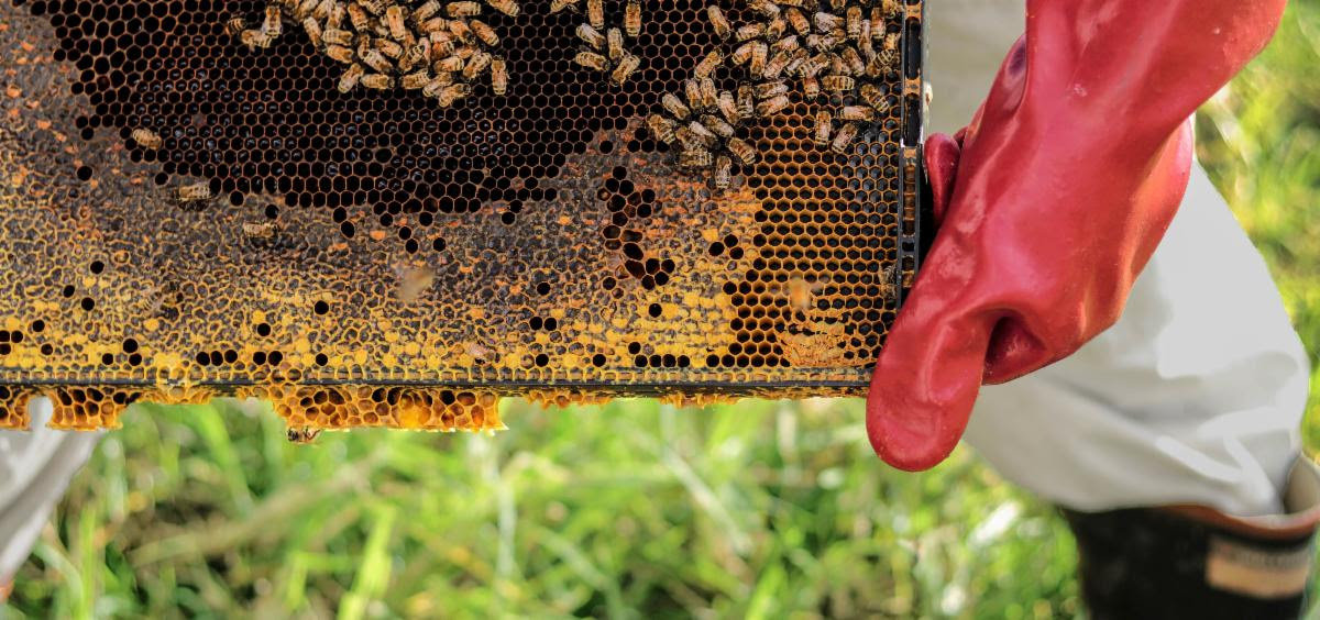 Take an intermediate class in beekeeping from Lackawanna College.